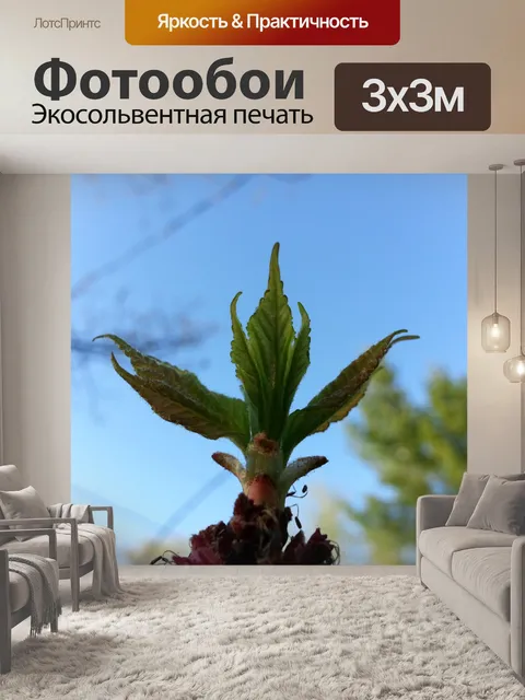 Фотообои Молодые листья