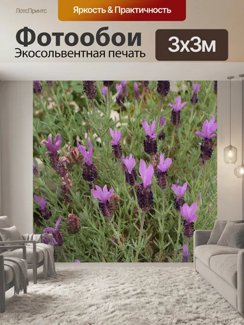 Фотообои Испанский фоне лаванды