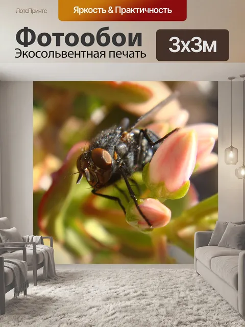 Фотообои Fly