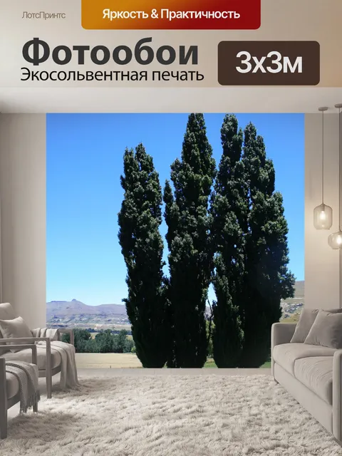 Фотообои Ломбарди тополей