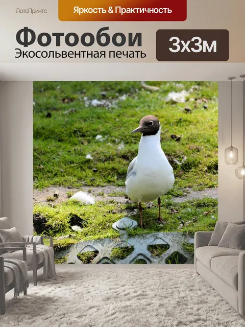 Фотообои Птицы