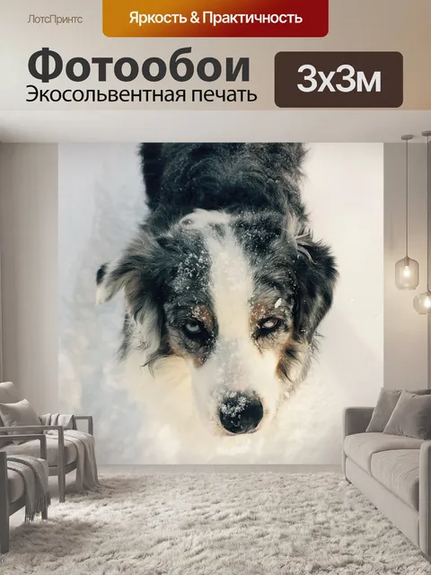 Фотообои Собака