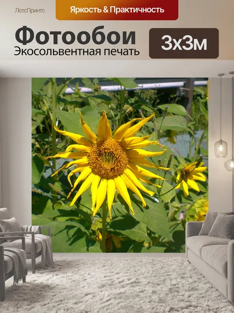 Фотообои Подсолнухи