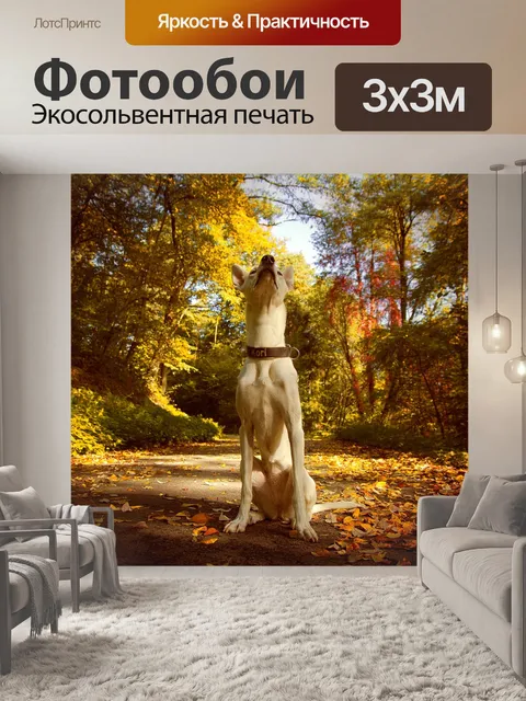 Фотообои Собака