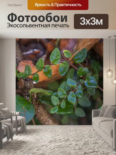 Фотообои Крошечные мокрые листья