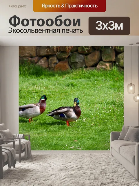 Фотообои Утки на траве