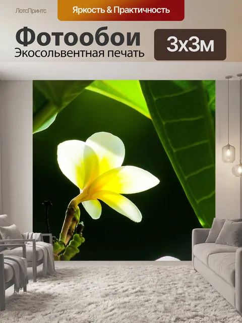 Фотообои Франжипани