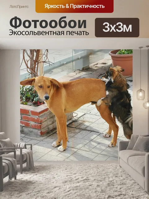 Фотообои Собака