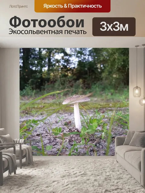 Фотообои Гриб