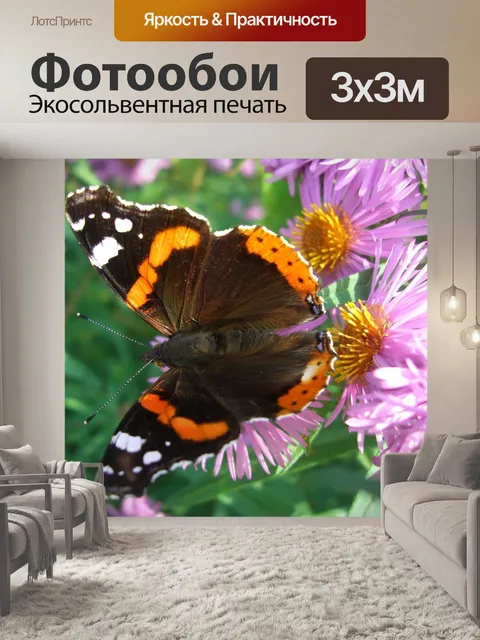 Фотообои Адмирал