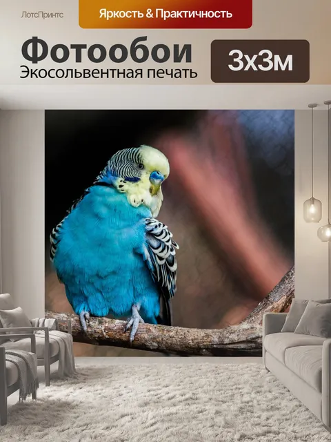 Фотообои Попугай