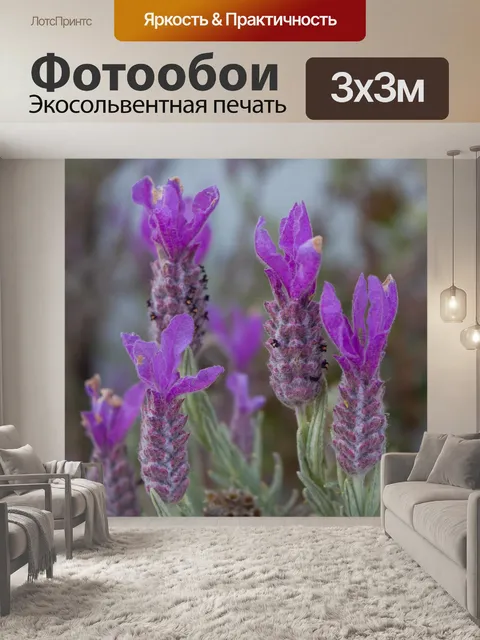 Фотообои Лаванда цветы