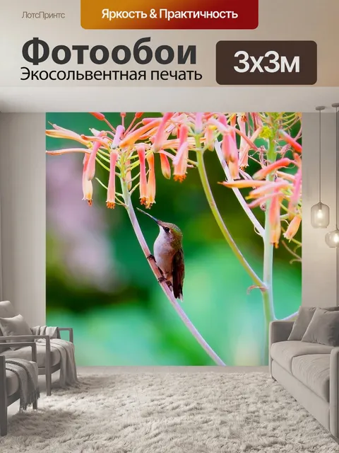 Фотообои Колибри