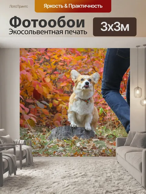 Фотообои Корги