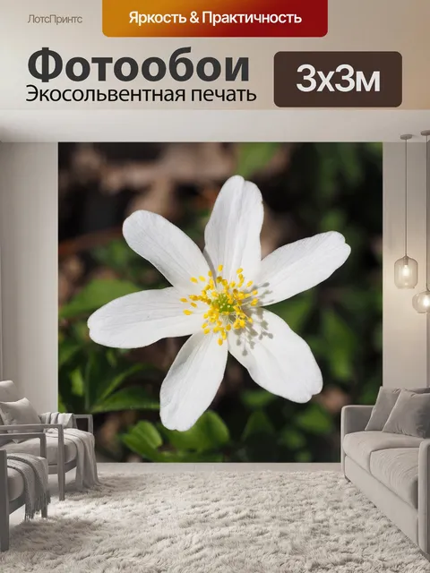 Фотообои Древесные анемоны