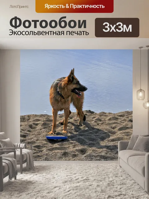Фотообои Немецкий Шепард на пляже