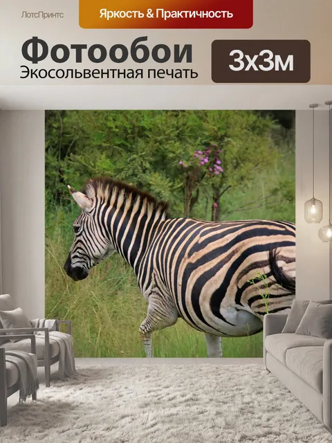 Фотообои зебра в зеленой траве в южной африке