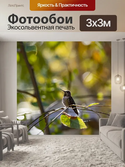 Фотообои Колибри на ветке