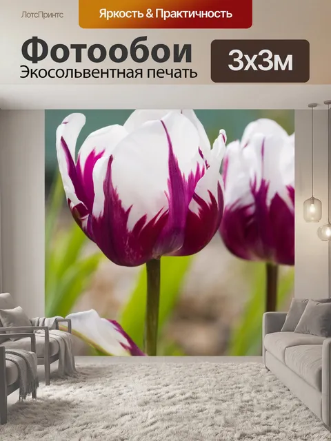Фотообои Tulip цветы крупным планом