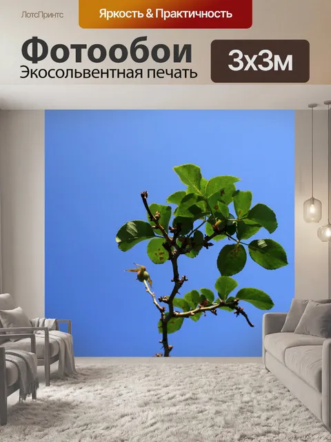Фотообои роза оставляет против голубого неба