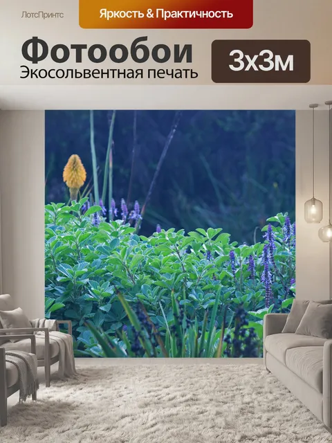 Фотообои плектрант с фиолетовыми цветами
