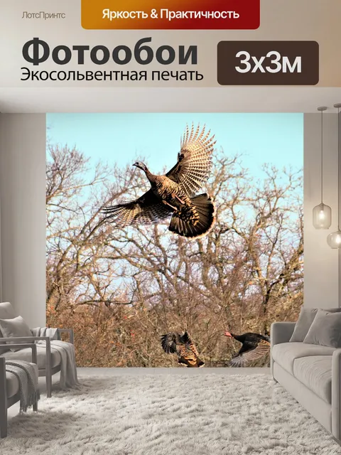 Фотообои Дикая Турция в полете