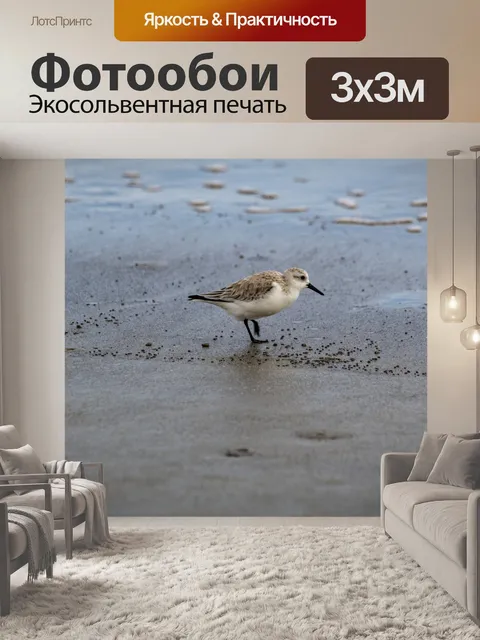 Фотообои Куликовая птица