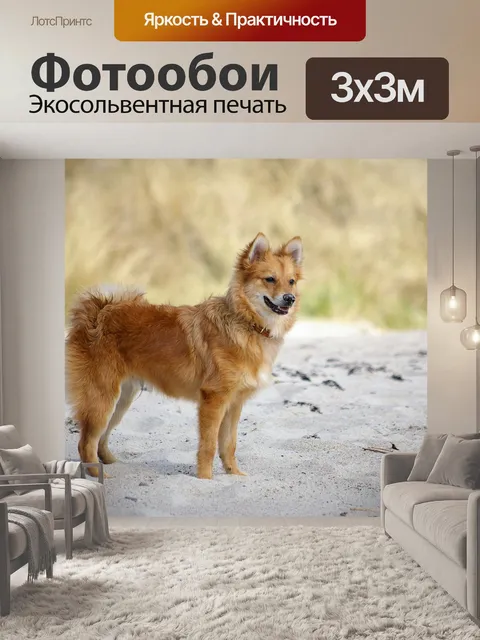 Фотообои Собака