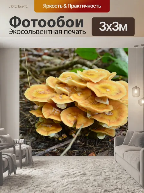 Фотообои Грибы