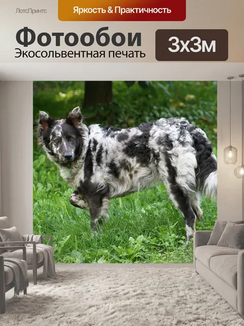 Фотообои Собака