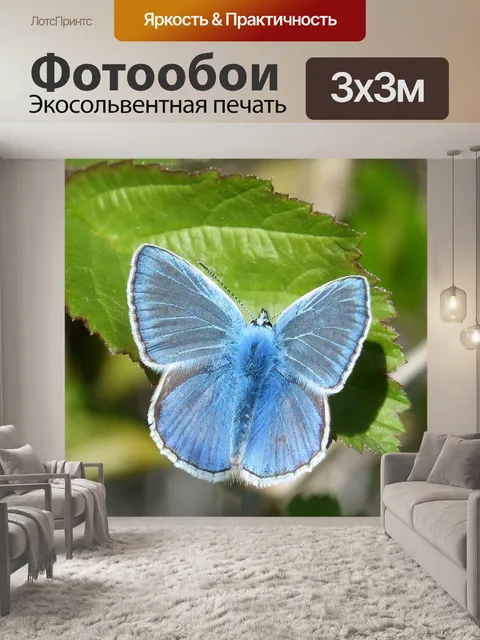 Фотообои Бабочка
