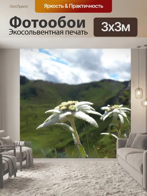 Фотообои Эдельвейс