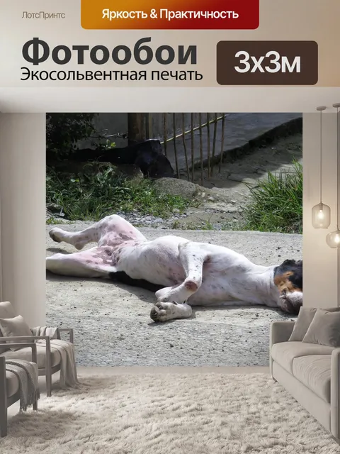 Фотообои Животное