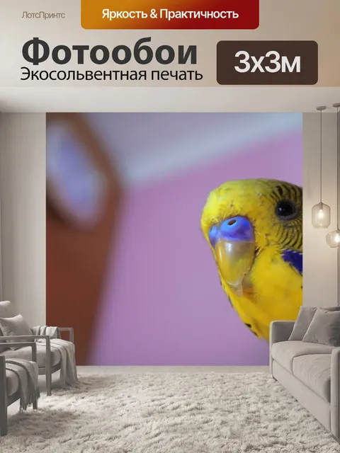 Фотообои Попугай