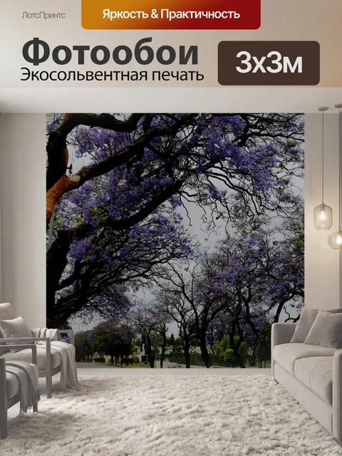 Фотообои джакаранды деревьев, цветение