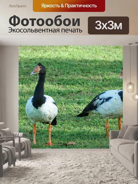 Фотообои Сорока гусь