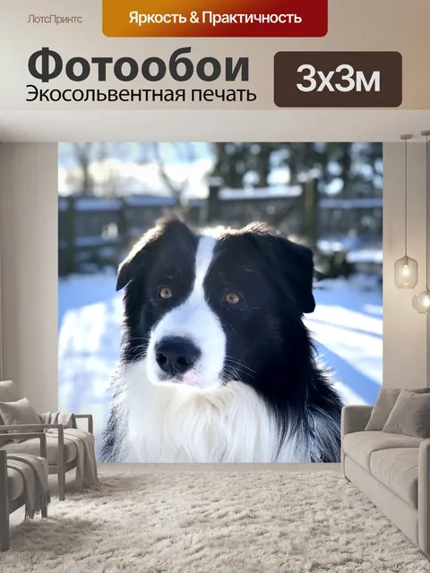 Фотообои Собака