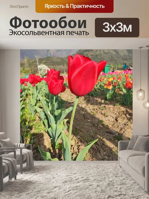 Фотообои Тюльпаны