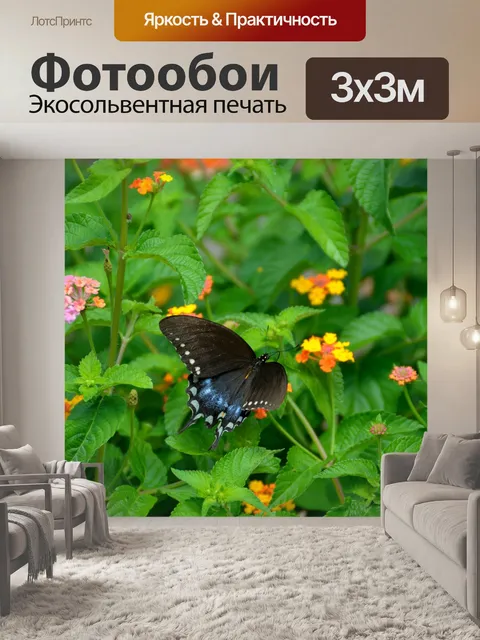 Фотообои Черный Махаон Бабочка