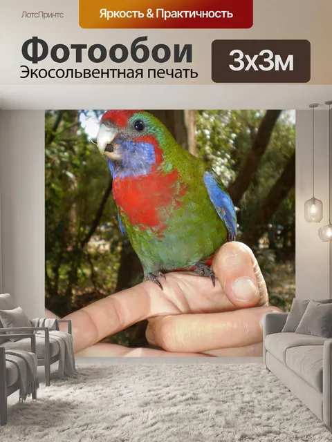 Фотообои Птица
