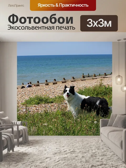 Фотообои Собака бордер-колли