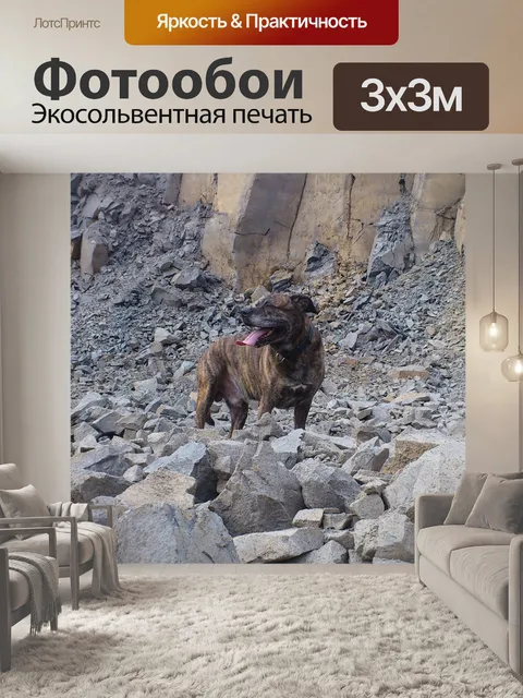 Фотообои Собака