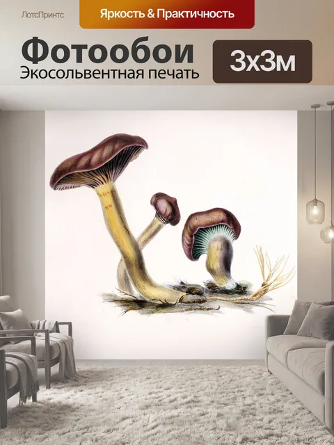 Фотообои Грибы винтаж арт старый
