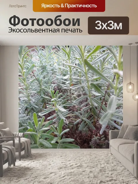 Фотообои Лаванда