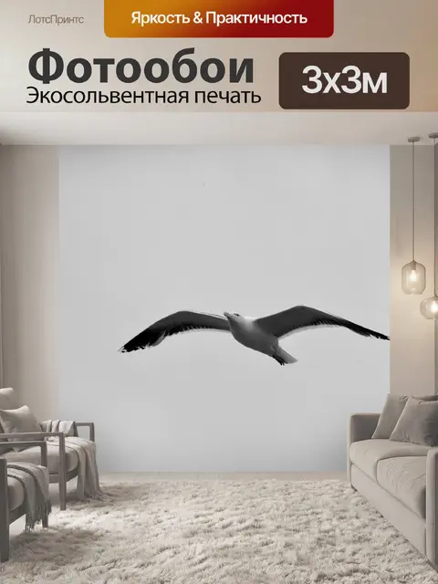 Фотообои Чайка в полете
