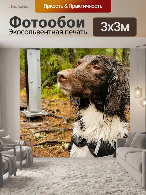 Фотообои Собака