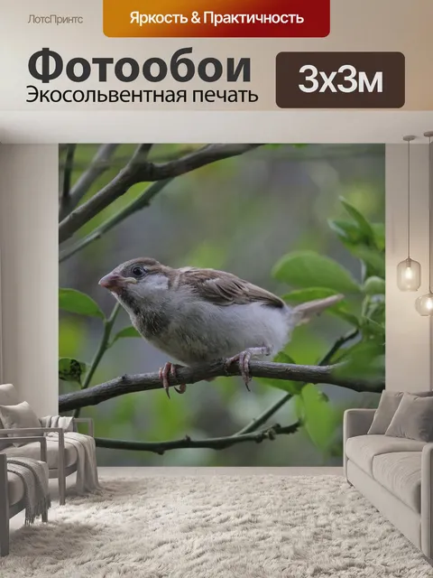 Фотообои Птицы
