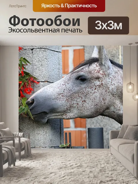 Фотообои Арабская лошадь