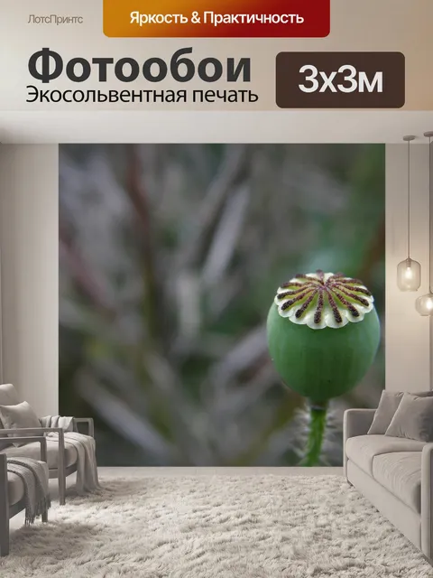 Фотообои Маки