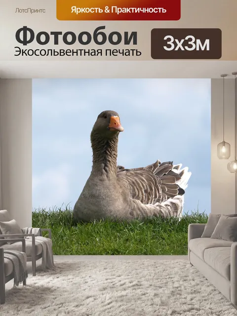 Фотообои Гусь